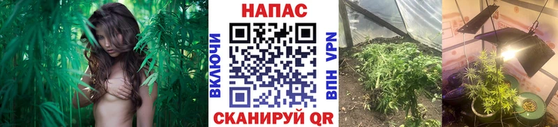 blacksprut зеркало  Артём  Марихуана сатива 